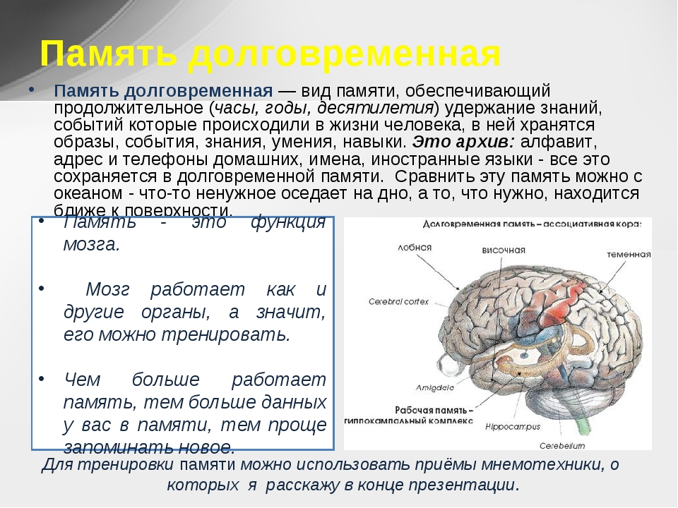 Память функция мозга. Отдел памяти в мозге. Память в головном мозге. Память структуры мозга. Структуры головного мозга отвечающие за память.