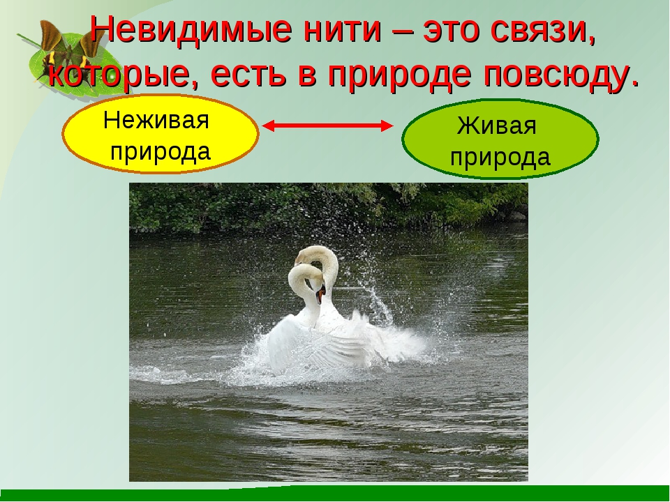 Невидимая нить 1. Невидимые нити в неживой природе. Невидимая нить. Невидимые связи в природе 2 класс. Невидимые связи в природе окружающий мир 2 класс.