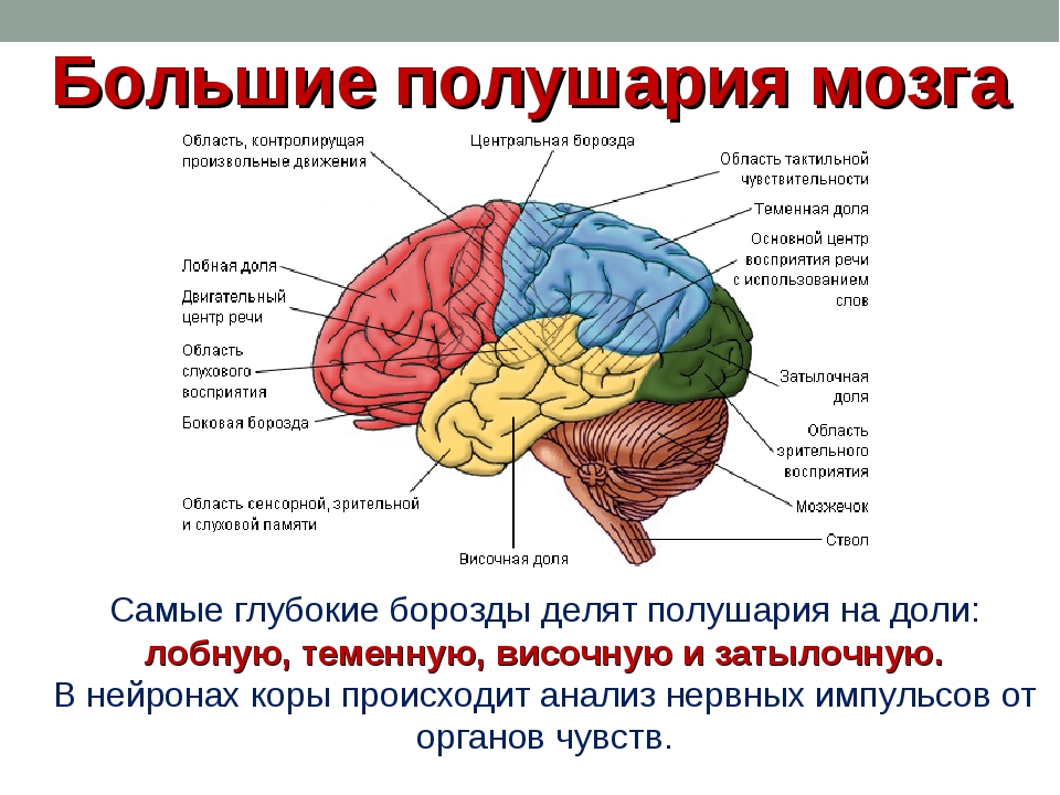 Нервные центры больших полушарий головного мозга. Функции долей коры головного мозга таблица. Строение головного мозга функциями функции. Строение головного мозга доли.