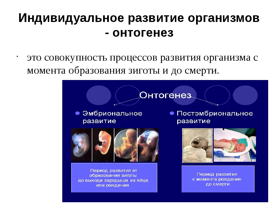 Начальные этапы онтогенеза. Индивидуальное развитие организма. Индивидуальное развитие организма онтогенез. Индивидупльноеразвитие это. Размножение и индивидуальное развитие организмов.