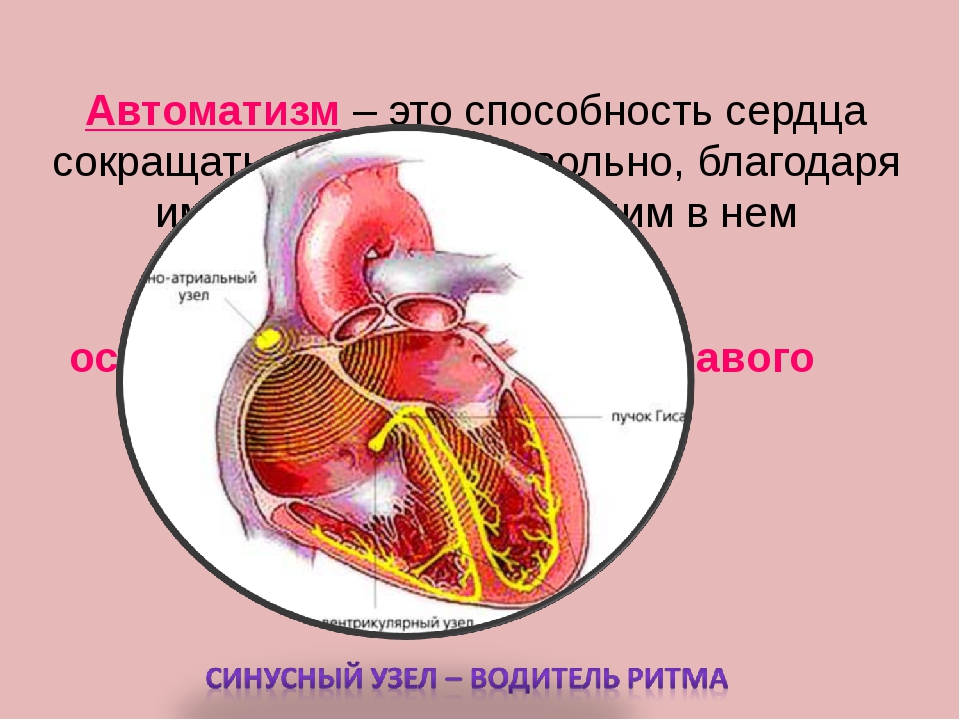 Автоматизм сердечной. Автоматизм сердца это его способность. Автоматизм сердца. Автоматизм – способность сердечной мышцы. Центры АВТОМАТИЗМА сердца.