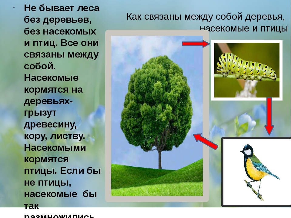 Приведи примеры связей в природе между природой. Пример невидимые нити 2 класс окружающий. Невидимимые нити в весеннем лесу. Невидимые нити в весеннем лесу. НИВИДЕМЫ нитн в весеннем лесу.