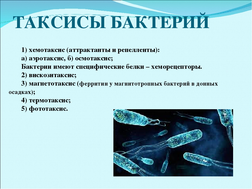 Наблюдение за хемотаксисом. Хемотаксис бактерий. Таксисы микроорганизмов.