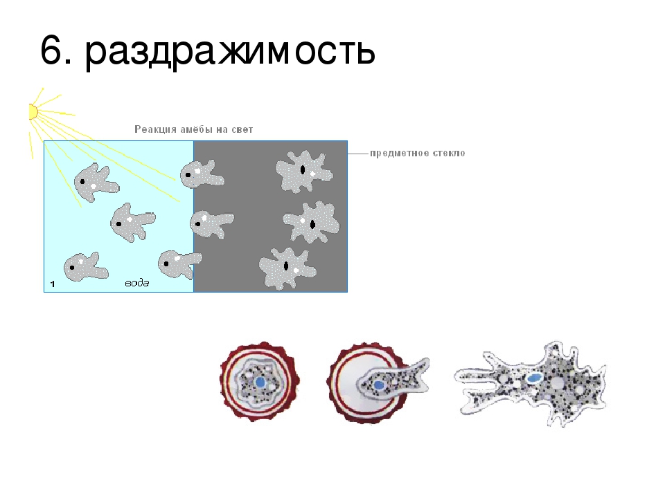 Положительный фототаксис. Раздражимость простейших. Раздражимость амебы. Раздражимость у простейших примеры. Раздражимость одноклеточных организмов.