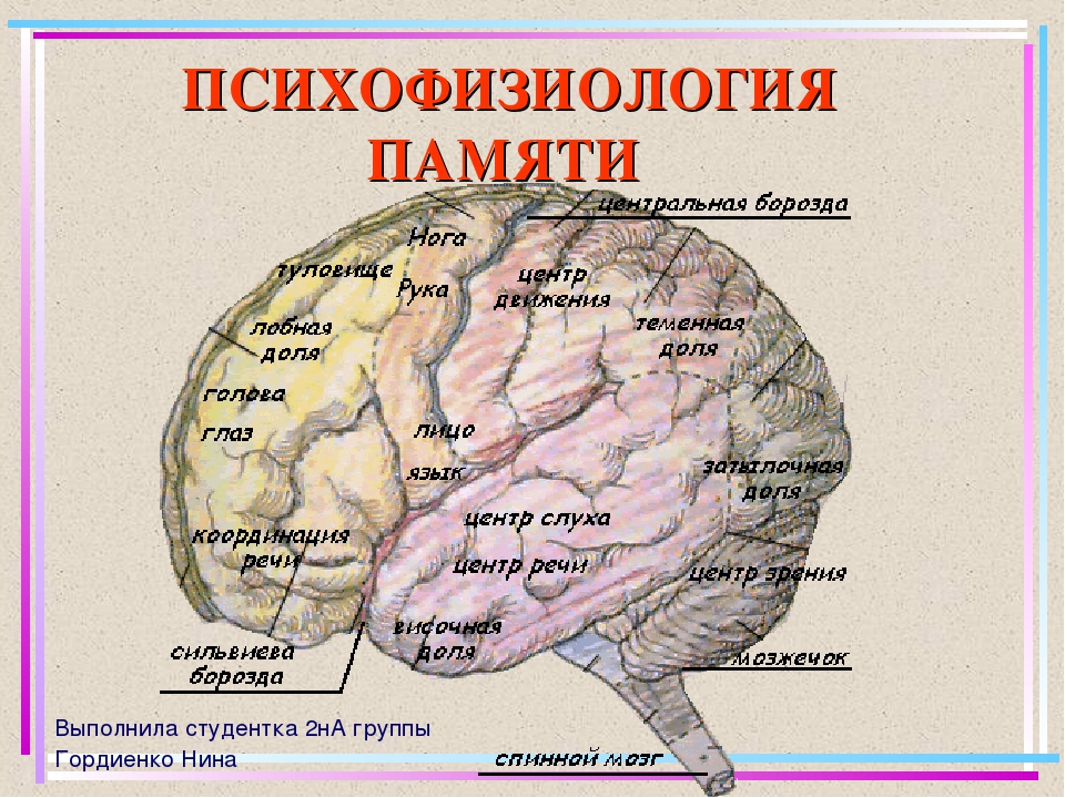 Психофизиологический процесс человека. Психофизиология памяти. Психофизиология памяти схема. Мозг память. Формирование памяти в мозгу.