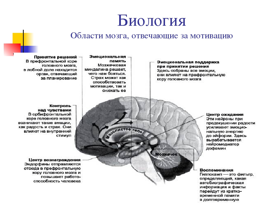 Память в каком отделе мозга. Структурные отделы головного мозга. Отдел головного мозга отвечающий за эмоции. Отделы головного мозга отвечающие за память. Мотивационные структуры мозга.