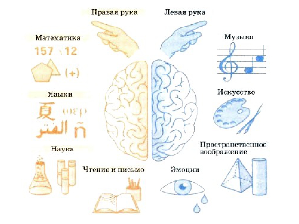 Левое полушарие какая рука. Головной мозг левое и правое полушарие. Правое и левое полушарие мозга за что отвечают. За что отвечает левое полушарие мозга. Развиваем полушария головного мозга у детей.