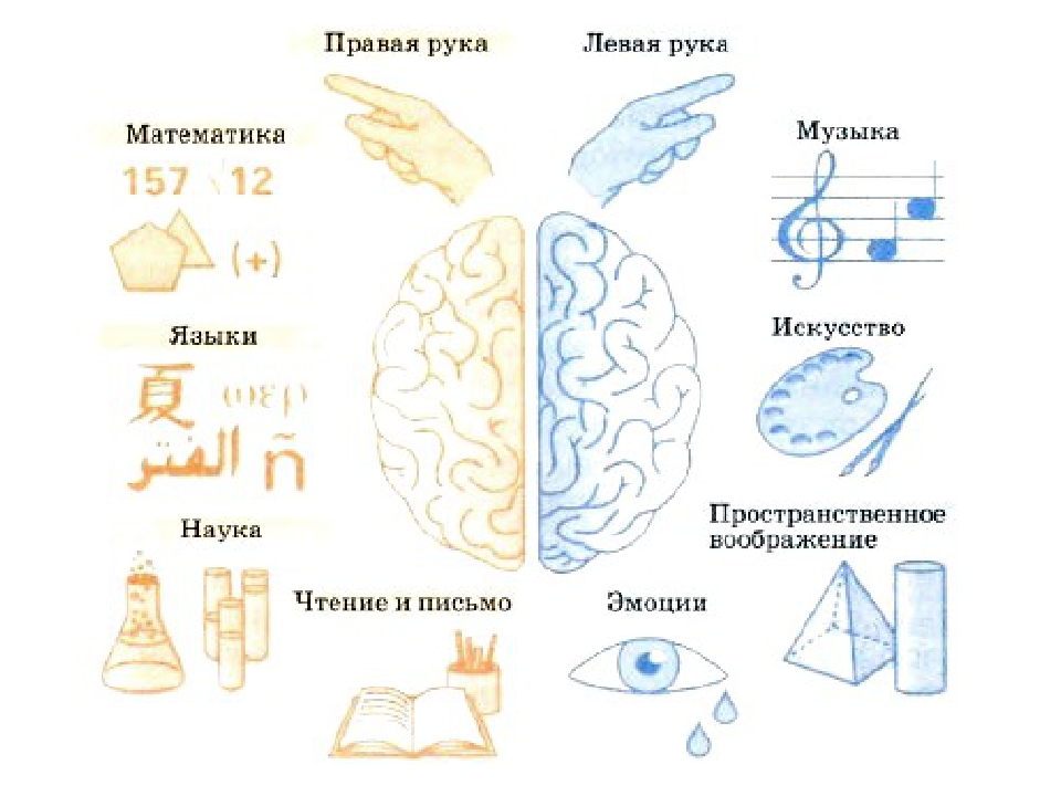 Левое и правое полушарие презентация