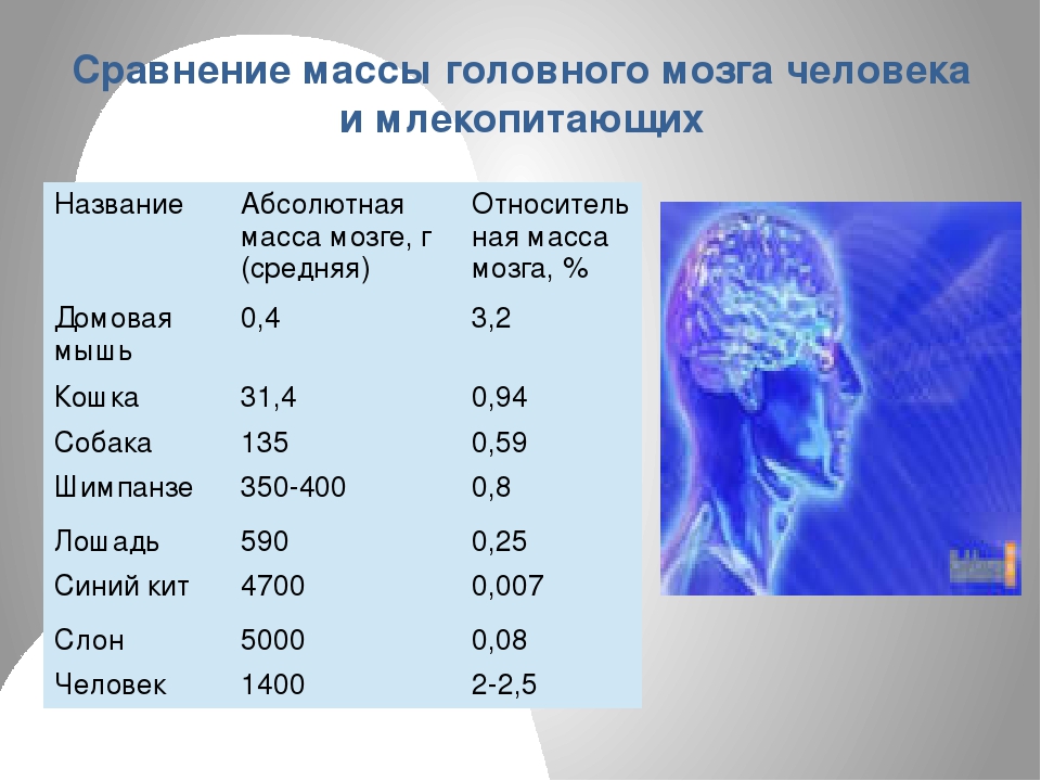Объем головного мозга наибольшее. Масса мозга современного человека. Абсолютная масса мозга это. Масса головного мозга норма. Средний объем мозга человека.