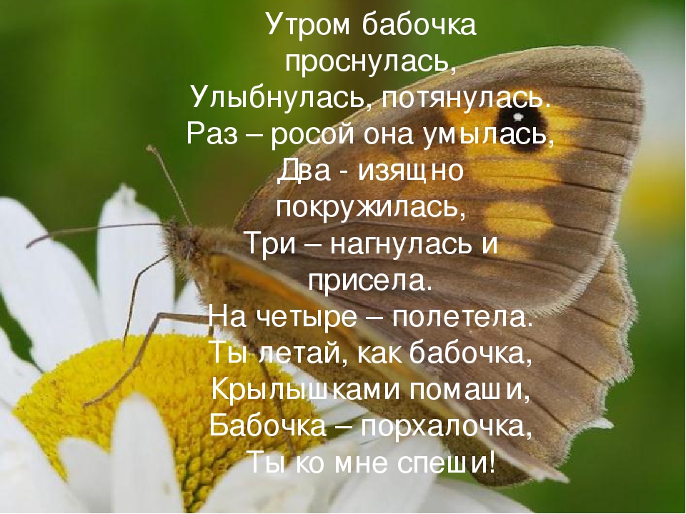 А кто это такой просыпается текст. Доброе утро бабочки. Добрые пожелания с бабочками. Утренние бабочки. Пожелания доброго утра с бабочками.