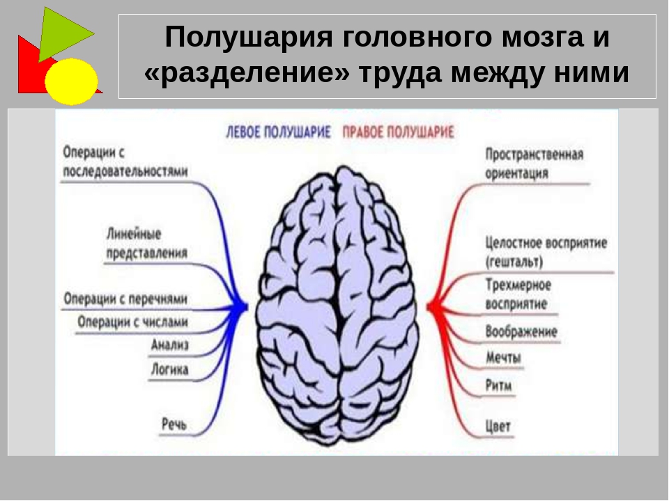 За что отвечает левое полушарие у женщин. Полушария головного мозга. Подкгарич голуовного мозжнв. Головной мозг левое и правое полушарие. Покриария головного мозга.