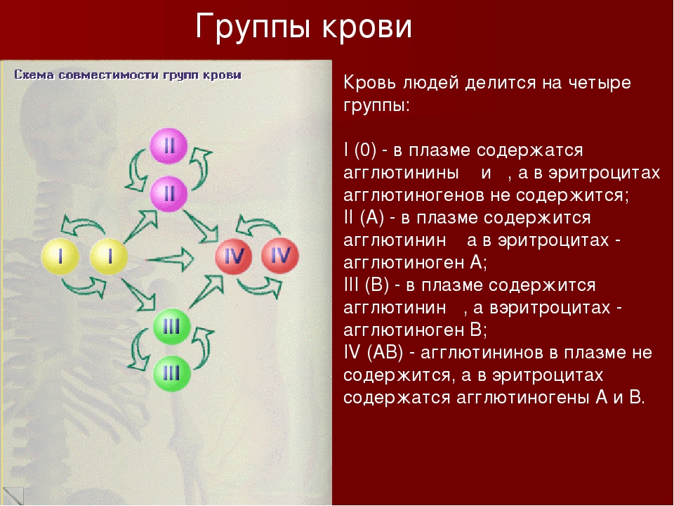 Плазма 1 группы крови. Группы функций крови. Кровеносная система группы крови. Состав групп крови. Как делятся группы крови.