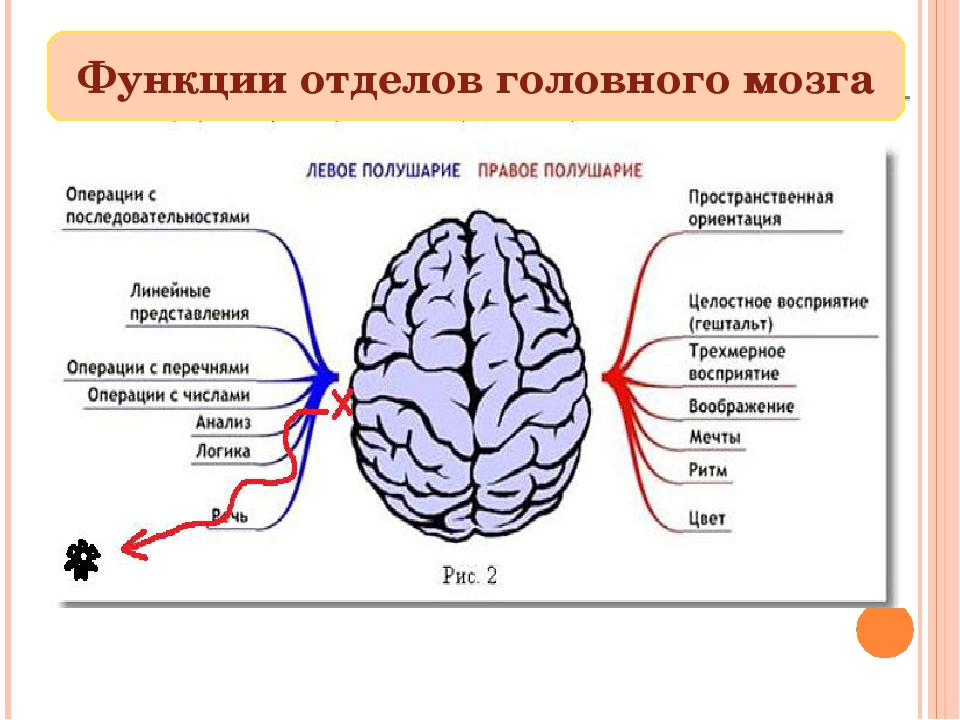 Отделы полушария головного мозга. За что отвечают отделы головного мозга таблица. Функции отделов мозга. Схема полушарий головного мозга. Левое полушарие доли