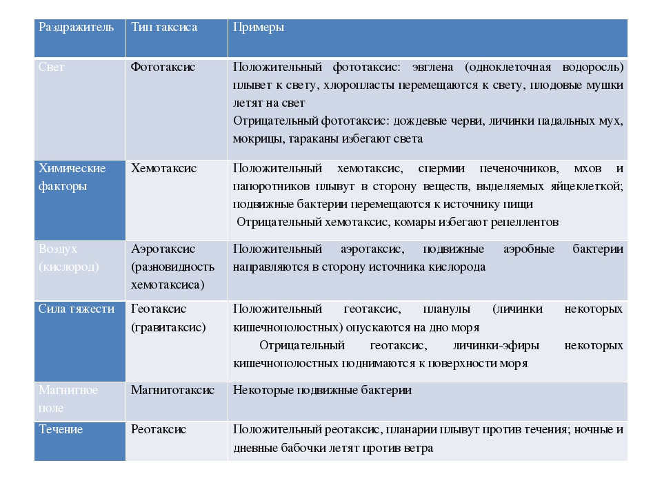 Хемотаксис примеры. Положительный таксис пример. Таксисы примеры. Примеры таксисов у животных. Фототаксис и хемотаксис.