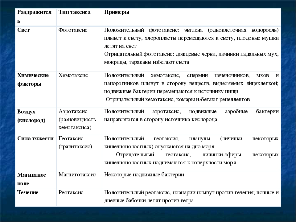 Наблюдение за хемотаксисом. Положительный фототаксис. Таксисы примеры. Таксисы примеры в биологии. Виды таксисов в биологии.