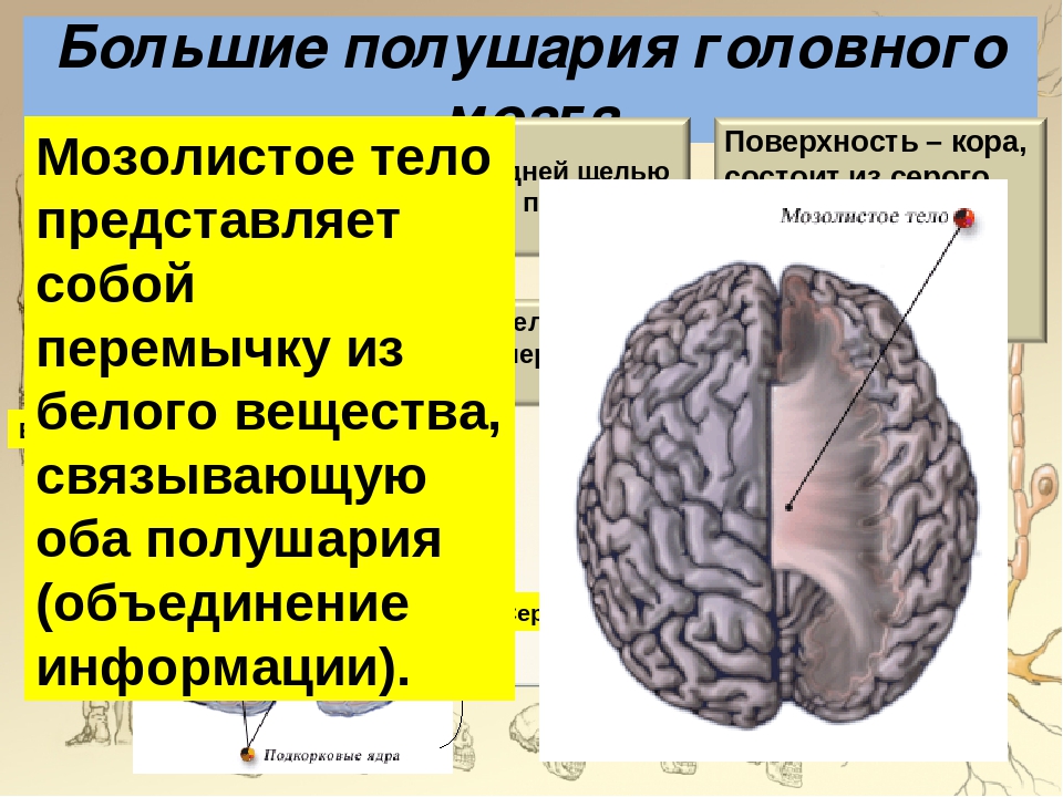 Какие функции выполняет полушарие большого мозга. Большие полушария мозга строение и функции. Большие полушария головного мозга функции. Структура полушарий головного мозга. Строение и функции больших полушарий.