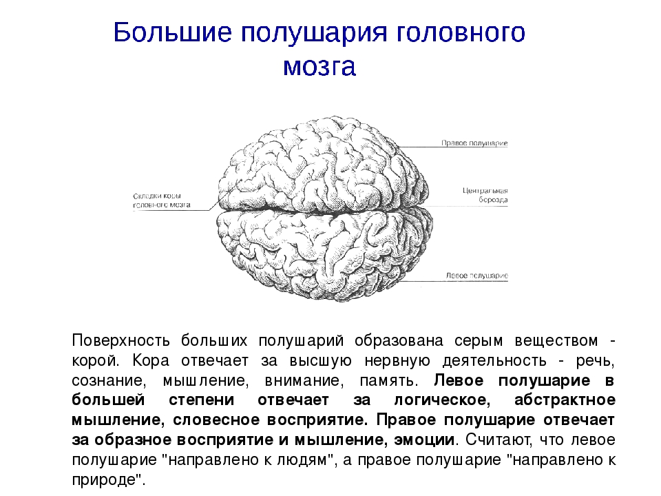 Какие функции выполняет полушарие большого мозга. Большие полушария головного мозга строение и функции. Полушария большого мозга. Поверхность больших полушарий головного мозга образована. Большие полушария местоположение.
