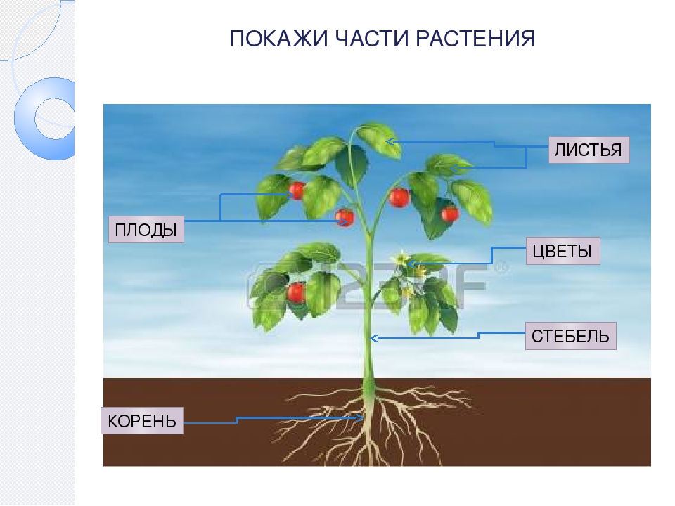 Запиши части растения. Части плода растений. Растение и его части. Растение с корнем цветком и плодом. Строение овощей для детей.