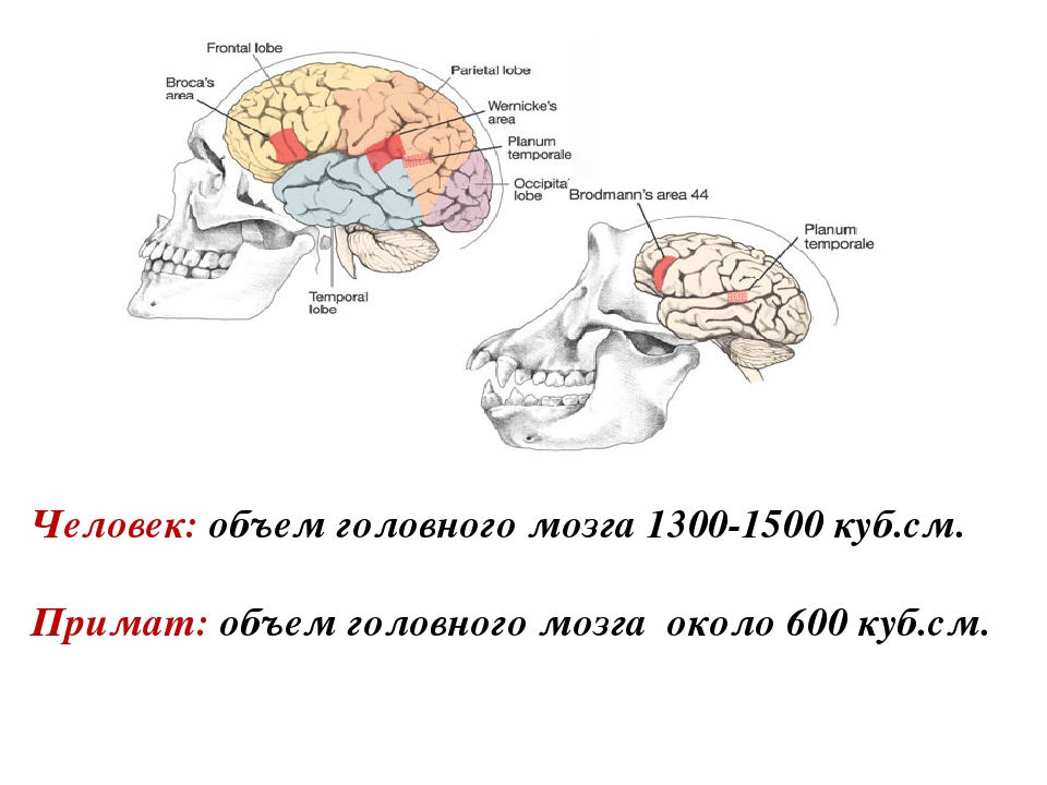Объем головного мозга наибольшее. Объем мозга. Объем мозга человека. Объем головного мозга современного человека. Размер человеческого мозга.