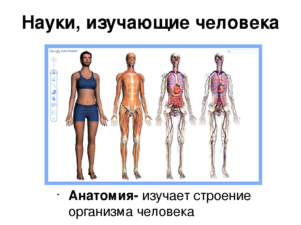 Наука изучающая организмы. Изучение тела человека. Науки об организме человека. Наука изучающая строение тела человека. Нуки изучающие челеовек.