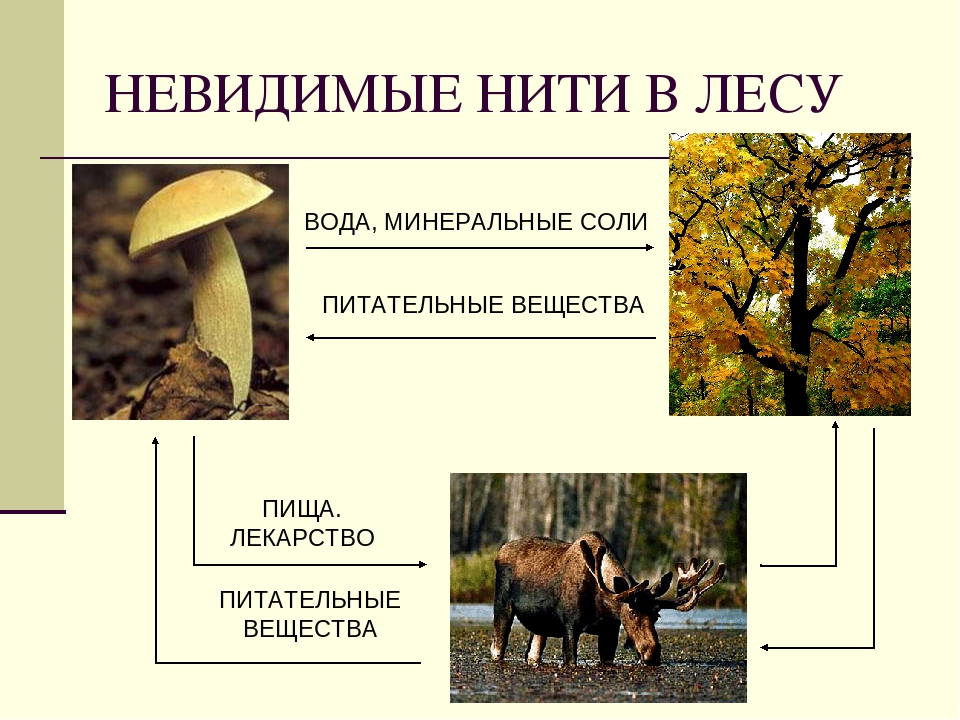 Приведи пример между растениями и животными. Невидимые нити в осеннем лесу. Невилимые ни и в осеннем оесу. Пример невидимых нитей в осеннем лесу. Невидимые нити примеры.