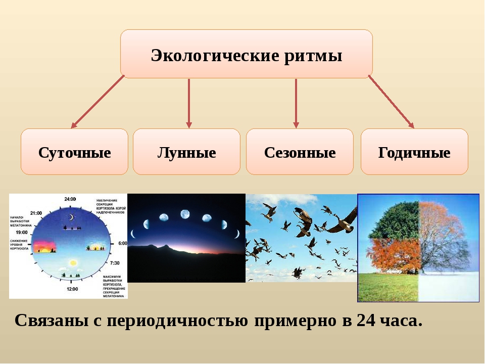 В тексте описана классификация биологических ритмов на основе текста заполни схему отражающую