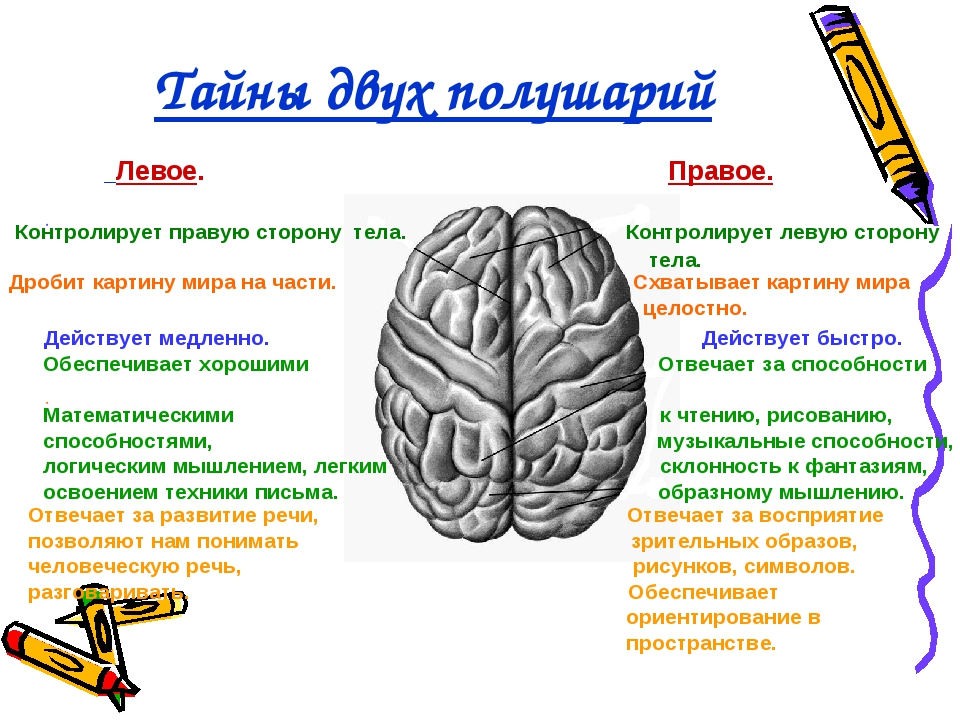 Левое и правое полушарие за что отвечает. Правое полушарие. Полушария головного мозга. Головной мозг левое и правое полушарие. Два полушария мозга.