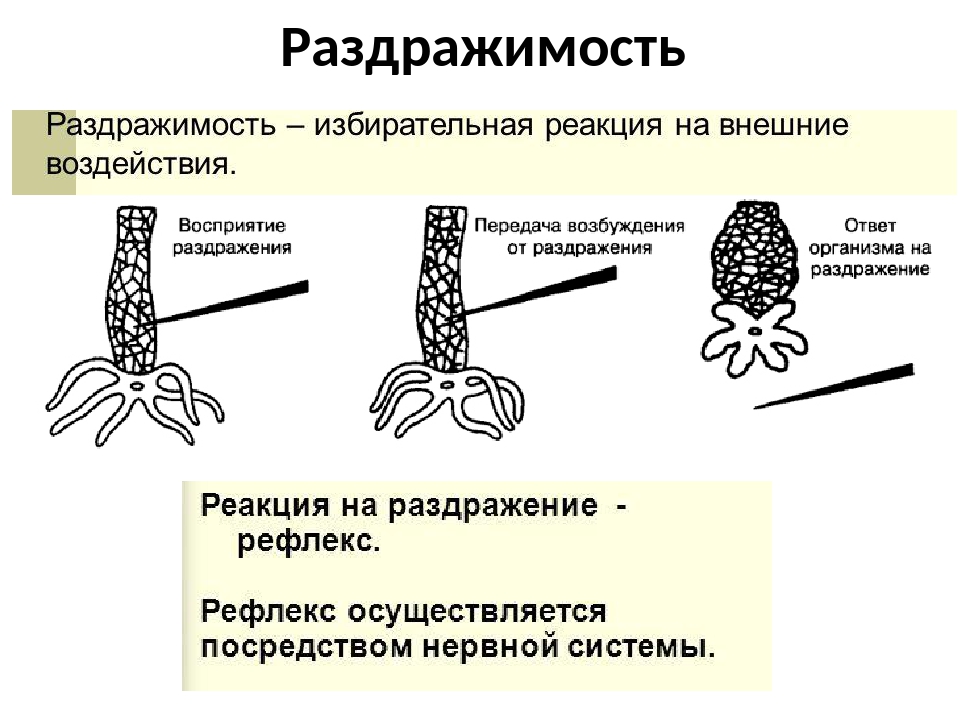 Раздражимость в биологии рисунок