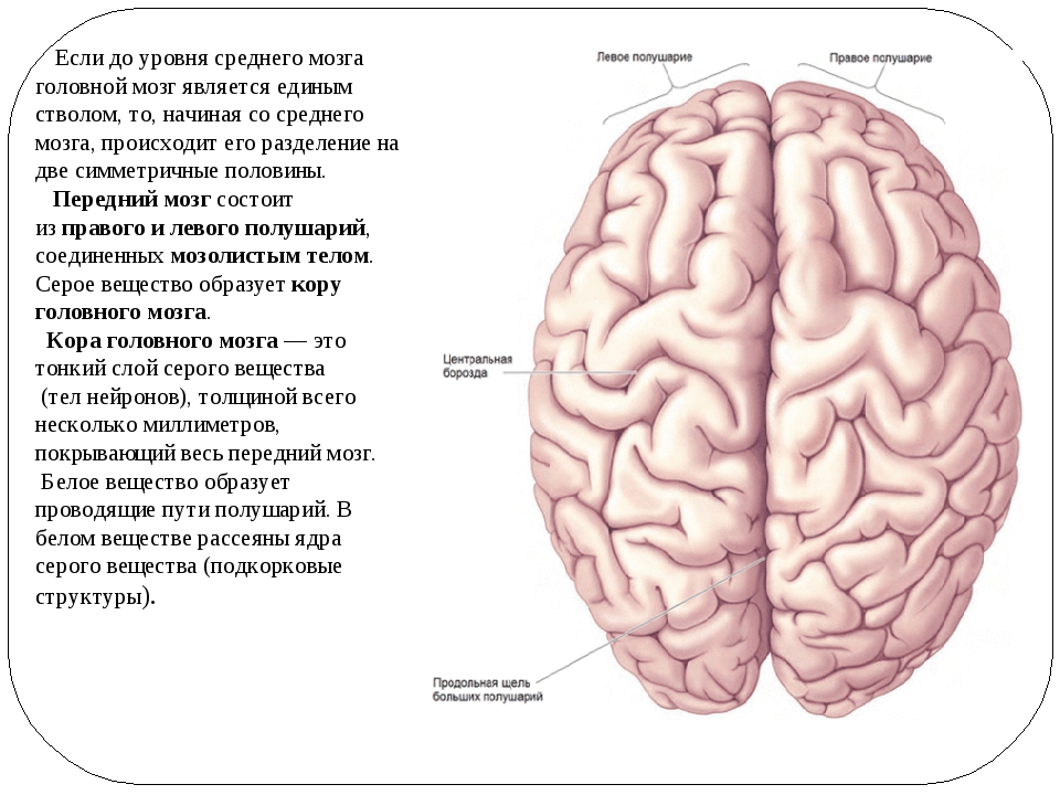 Болят полушария мозга. За что отвечают большие полушария головного мозга у человека. Биология 9 класс большие полушария головного мозга. До какого уровня головной мозг является единым стволом?. Из какой ткани состоит мозг.