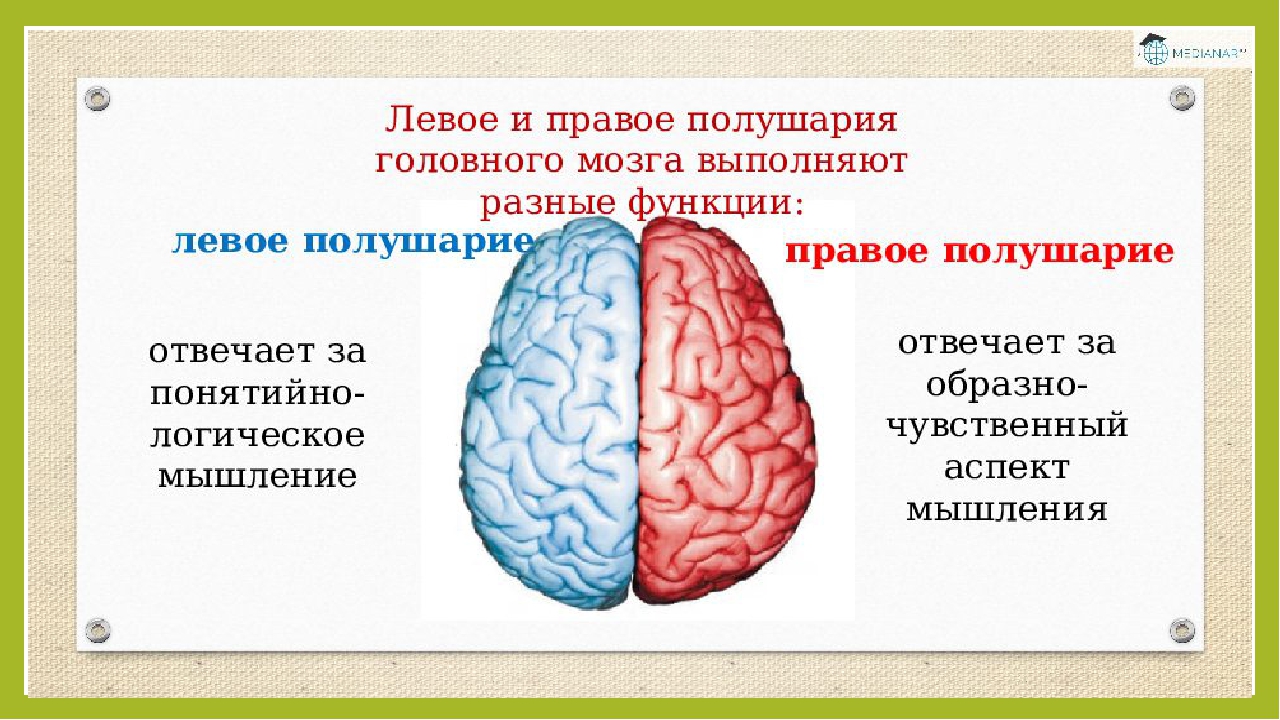 Что находится в полушариях мозга. Функции правого полушария головного мозга. Левое и правое полушарие мозга. Левое и правое полушарие мозга мышление. За что отвечает правое полушарие.