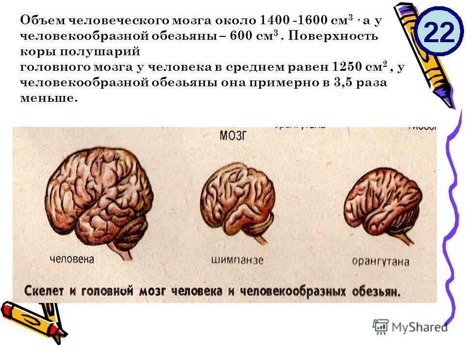 Объем головного мозга наибольшее