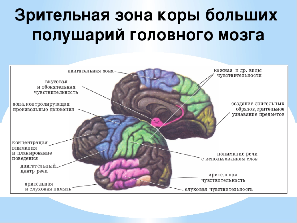 Обонятельные доли мозга. Зрительная зона коры головного мозга. Корковые зоны больших полушарий головного мозга. В коре больших полушарий головного мозга Зрительная зона расположена.