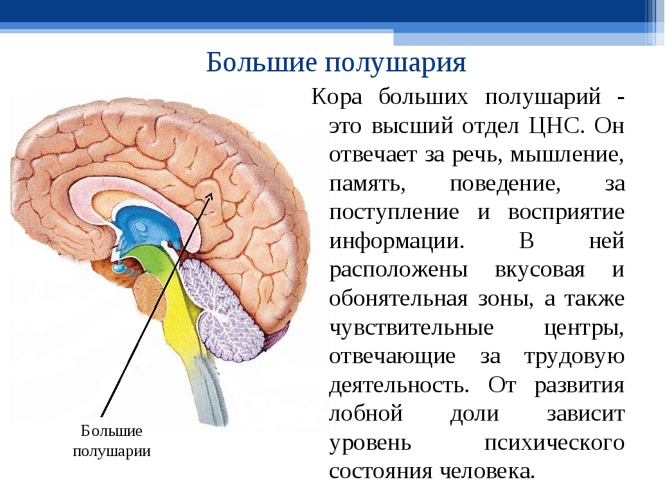 Доли переднего мозга функции. Головной мозг отделы и функции большие полушария.