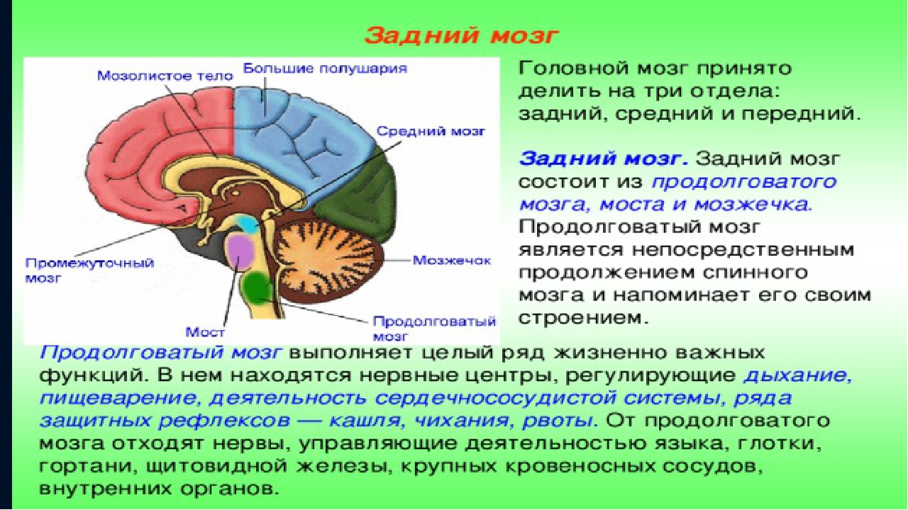 Кашлевой рефлекс какой отдел мозга. Передний мозг промежуточный мозг и большие полушария. Функции большого полушария переднего мозга. Отделы головного мозга отвечающие за движения. Задний мозг в разрезе.