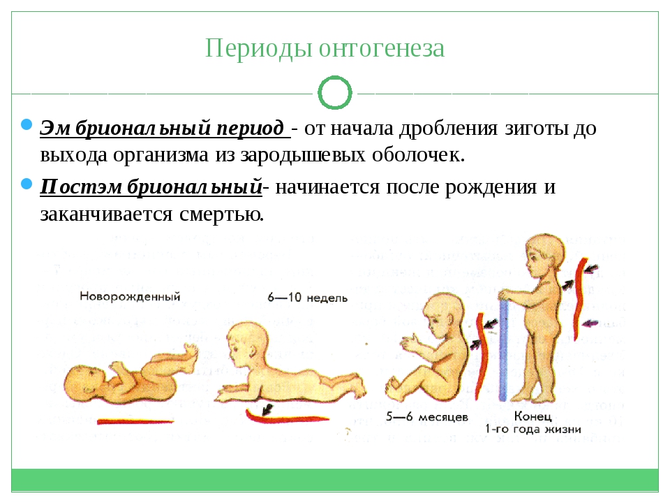 Онтогенез особенности процесса. Онтогенез этапы развития. Этапы онтогенеза ребенка. Онтогенез этапы развития человека. Стадии развития человека онтогенез.