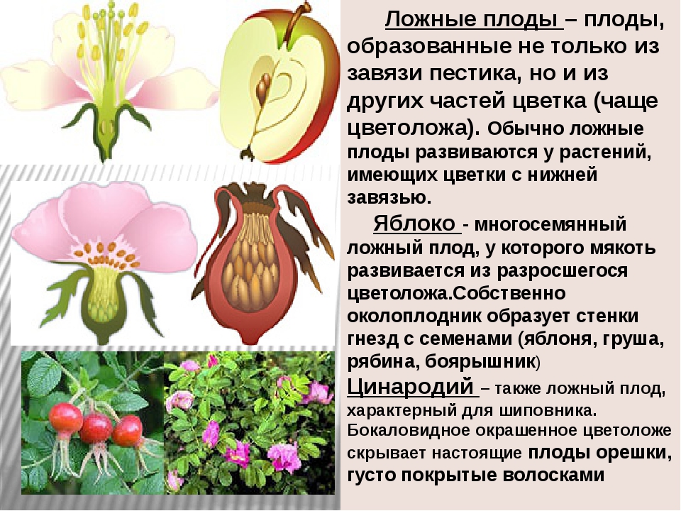 В результате образуется из завязи. Ложные плоды. Цветок и плод развиваются из. Ложные плоды у растений. Ложный сочный плод.