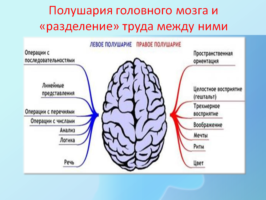 Что находится в полушариях мозга. Полушария мозга. Право ЕИ оевое полушария. Левое и правое полушарие. Левое полушарие мозга.