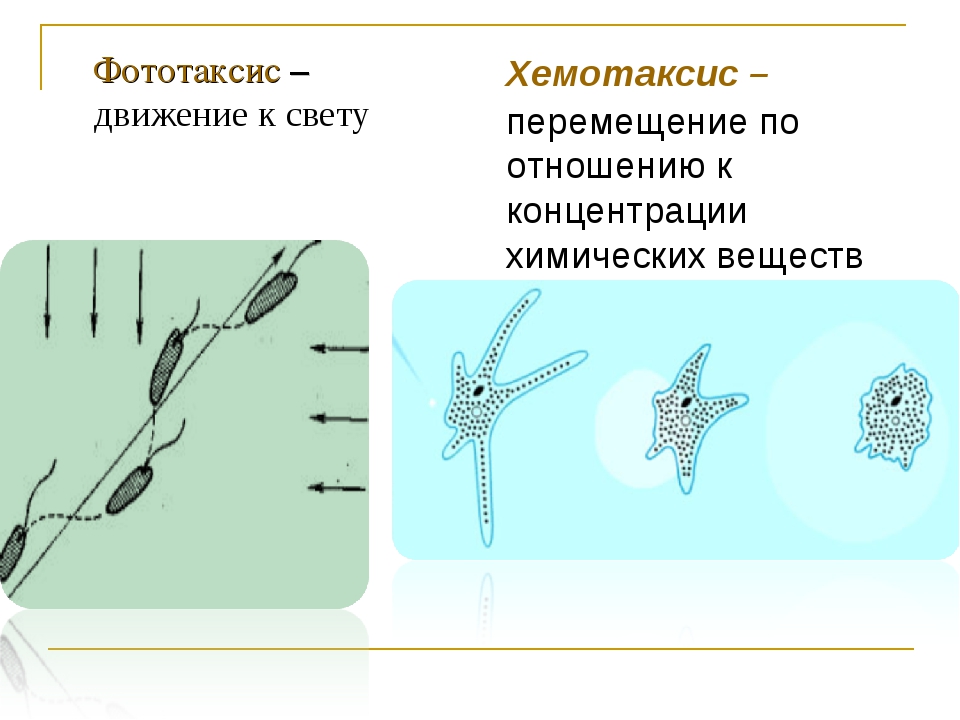 Положительный фототаксис