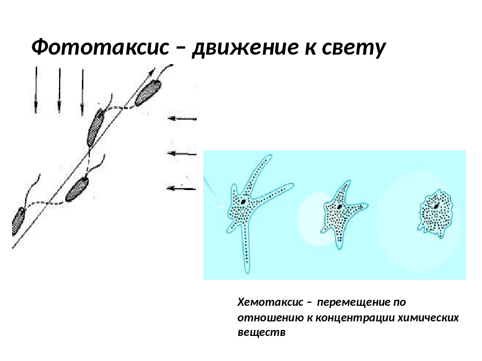 Фототаксис и хемотаксис. Фототаксис у животных. Фототаксис у растений.