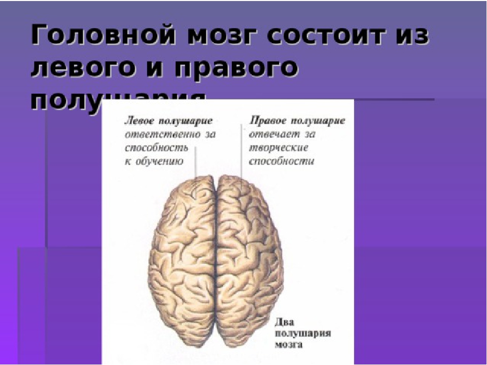 Правая гемисфера мозга. Левое полушарие мозга. Левое и правое полушарие мозга. Головной мозг левое и правое полушарие. Функции левого и правого полушария головного мозга.