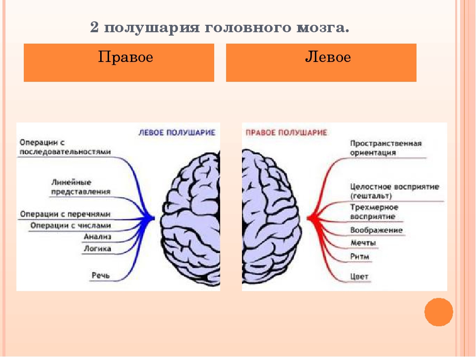 Функции полушарий мозга кратко. Отделы головного мозга правое полушарие. Большие полушария головного мозга левое и правое. Подкгарич голуовного мозжнв. Головной мозг левое и правое полушарие.
