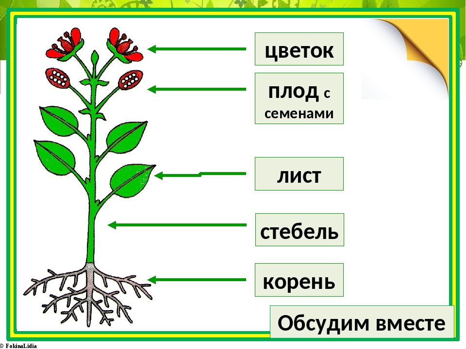 Корень лист стебель у растения это. Части растения. Строение растения. Модель строения растения для дошкольников. Растия строение.