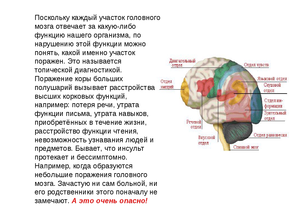 О каком отделе мозга идет речь. Участки мозга. Участки мозга за что отвечают. За что отвечают отделы головного мозга. Участки мозга отвечающие.