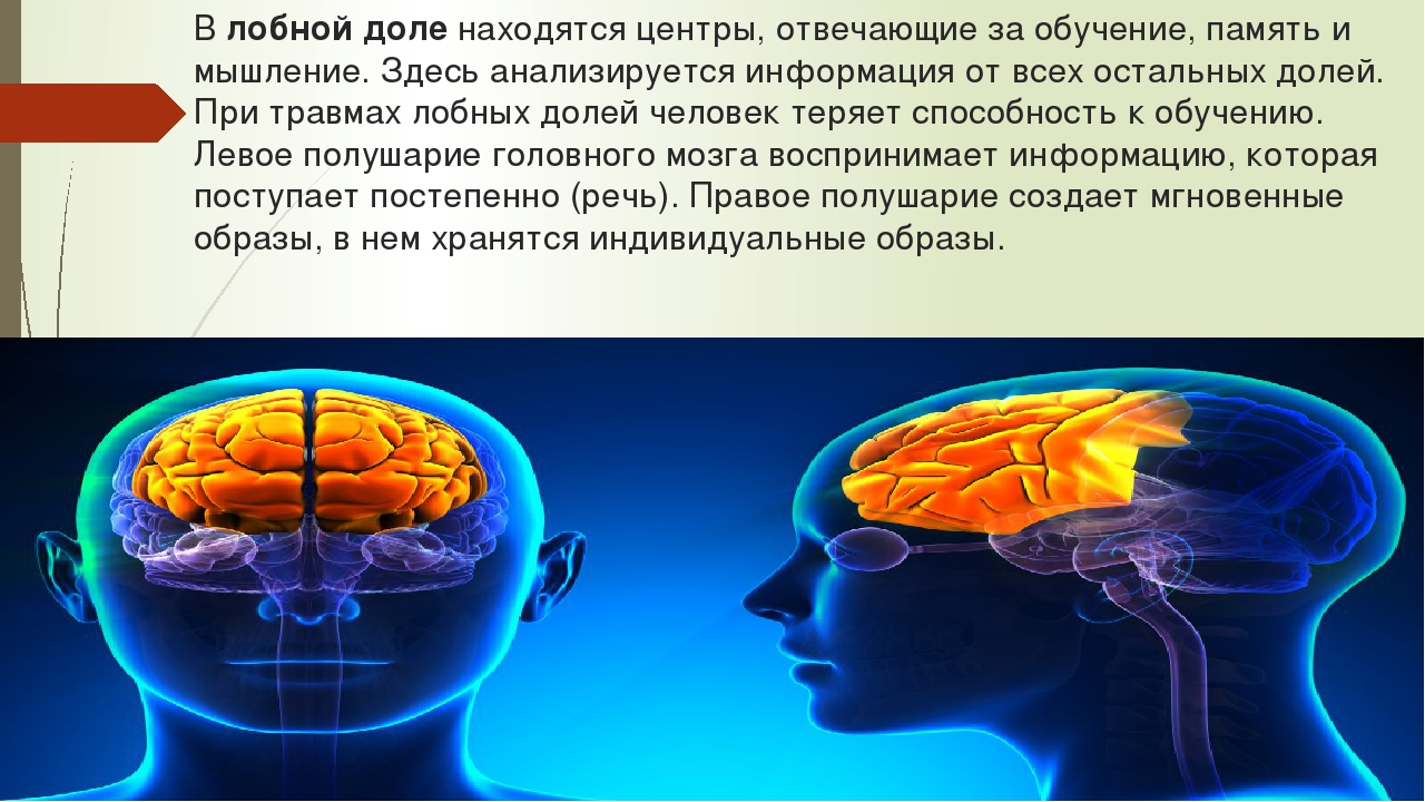 Память в каком отделе мозга. Лобные доли мозга за что отвечают. Участок головного мозга отвечающий за память.