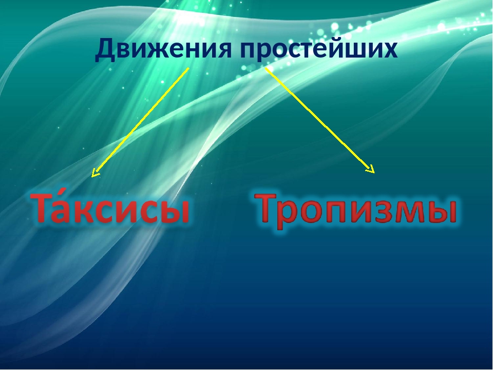 Таксис. Таксисы у простейших. Таксисы и тропизмы. Термотаксис у простейших. У растений и простейших таксисы.