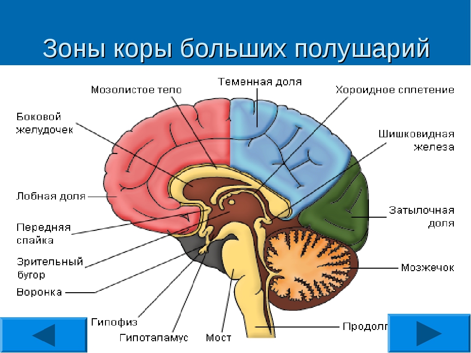 Отделы мозга имеющие кору. Функции основных зон полушарий большого мозга.