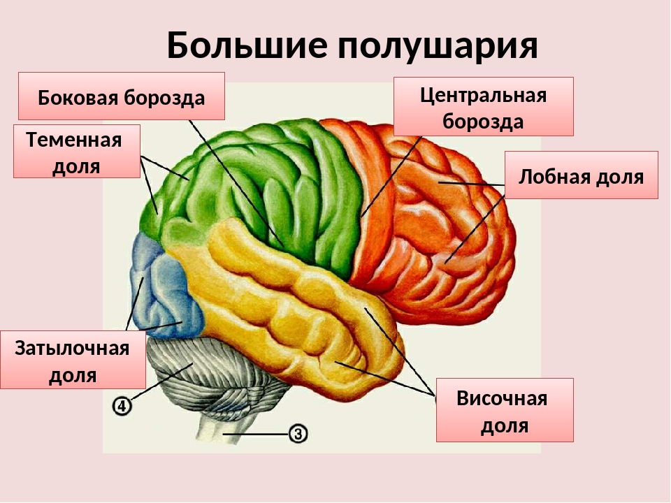 Отделы мозга имеющие кору. Большие полушария головного мозга структура. Строение полушарий головного мозга доли. Строение больших полушарий головного мозга. 8 Класс. Доли полушария большого мозга биология 8 класс.