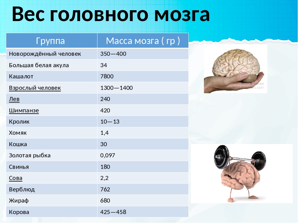 Мозг новорожденного масса. Сколько грамм масса головного мозга человека. Вес головного мозга. Колько весит мохг человека. Масса головного мозга взрослого человека.