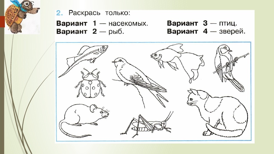 Эти животные ночью не спят пронумеруйте рисунки в соответствии с подписями