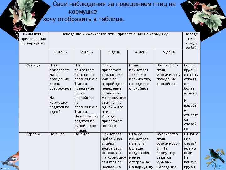 План наблюдения за птицами